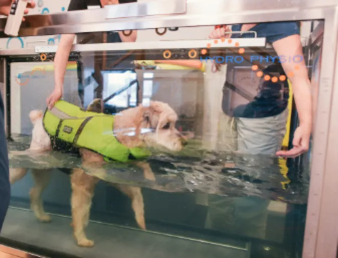 A dog going through water rehabilitation therapy